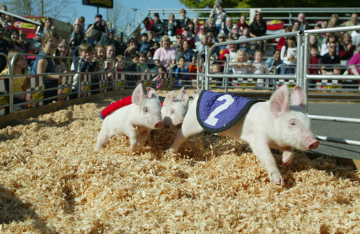 ǻ 'Spring Fair' 417 