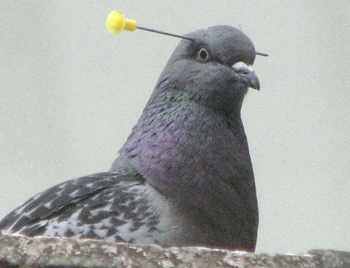 Ʈ ȭ쿡 Ӹ ո 