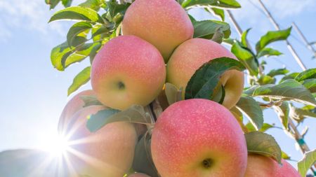 WSU, �� ��� ǰ�� �����÷�� ù �ý� 