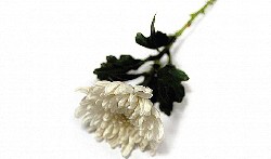 ������ �� ���Ϲ� ȣ�����ȸ�� ����